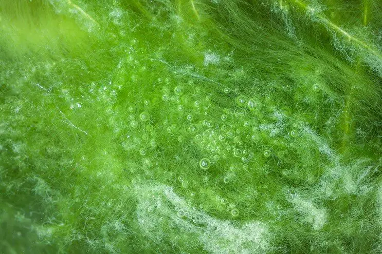 Algae Outbreak