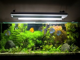Aquarium UV Sterilizer The Ultimate Guide To Picking The Right One Banner
