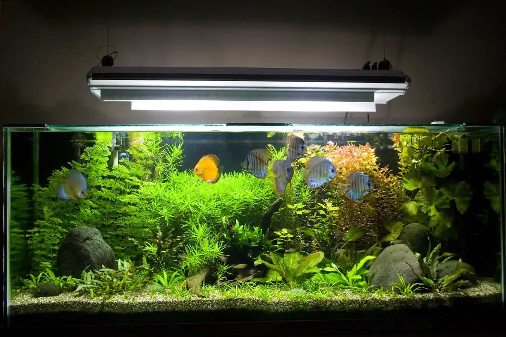 5W-36W Aquarium UV Sterilizer Lamp Water Cleaner Fish Tank Ultraviolet Filter Clarifier UV Light AC220-240V,7W