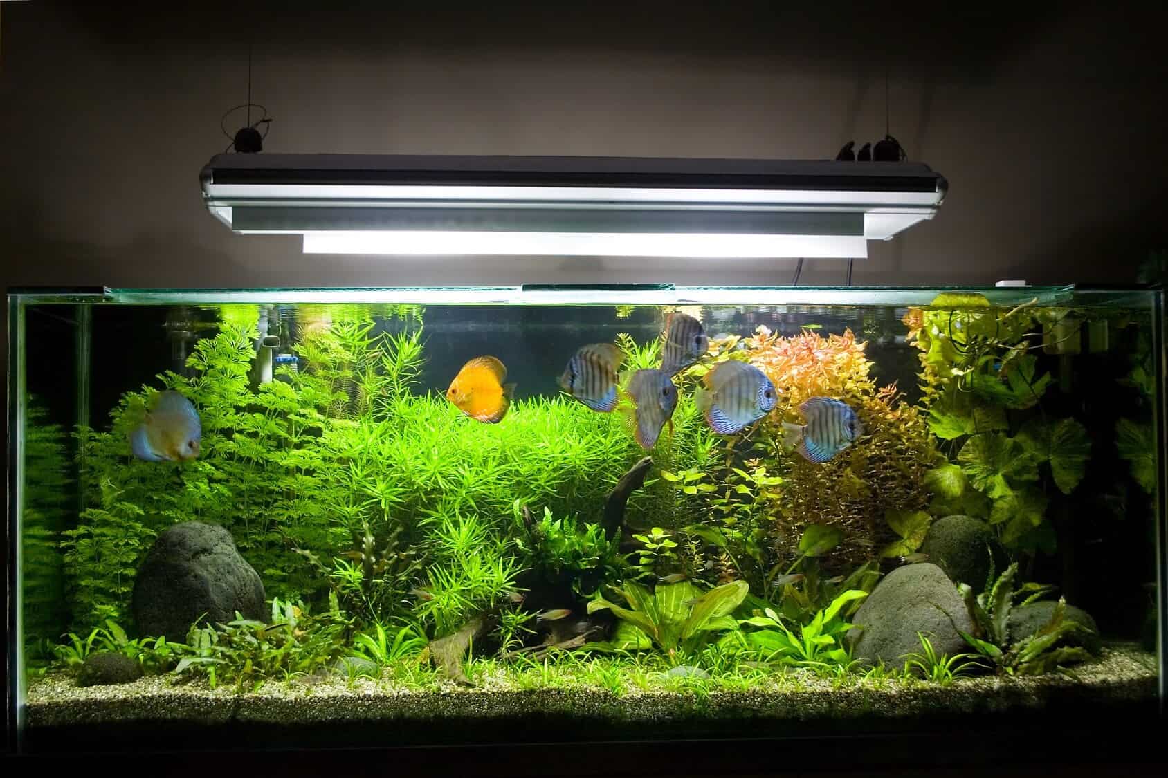 Aquarium UV The Ultimate Guide Picking The Right One 2023 | Fishkeeping World