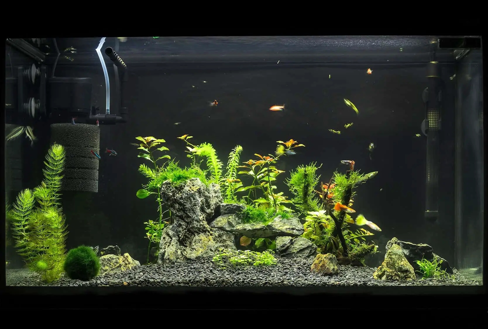 best filter for 75 gallon freshwater aquarium