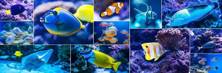 Best Saltwater Fish