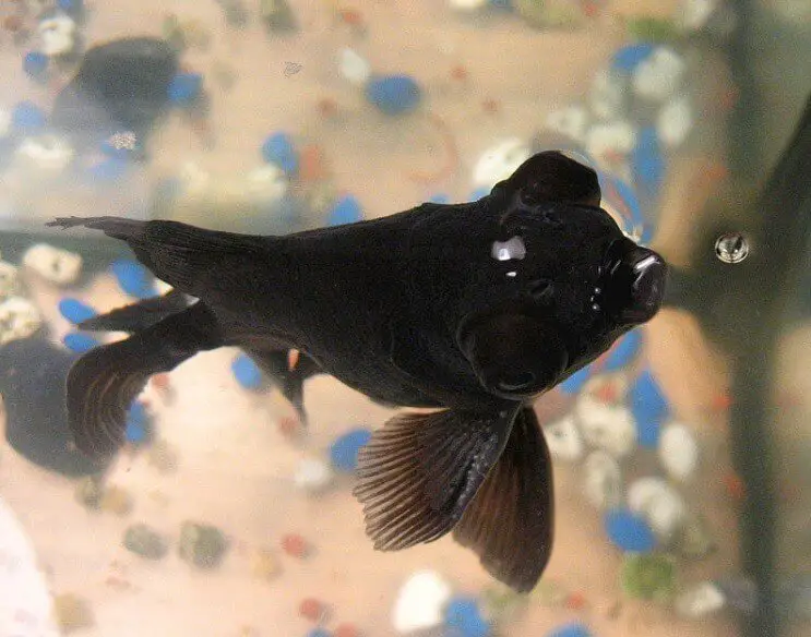 Black moor goldfish diet & feeding