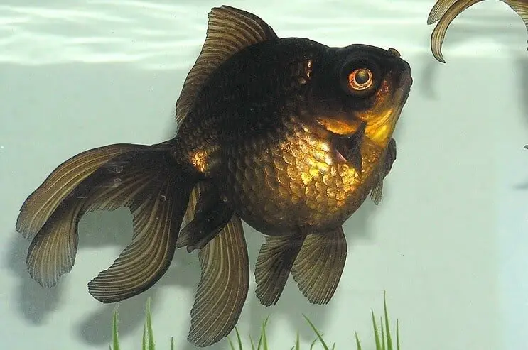 oranda black moor goldfish