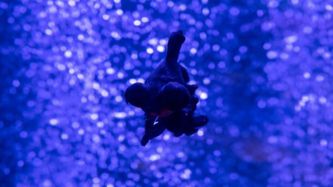 Black Moor Goldfish Care Guide The Fancy Fish With Telescopic Eyes Banner Black Moor Goldfish Care Guide The Fancy Fish With Telescopic Eyes Banner