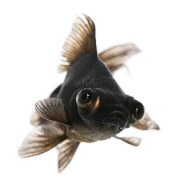 Black moor goldfish care