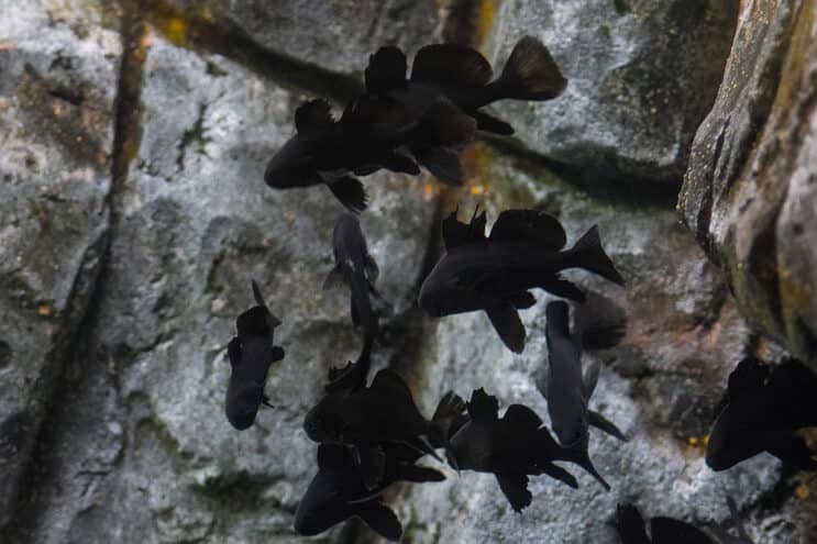 Black moor goldfish tank mates