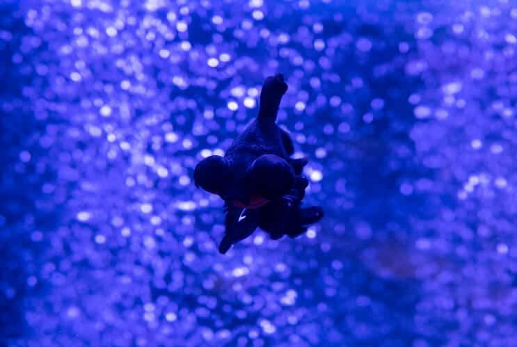 Poisson rouge Black Moor