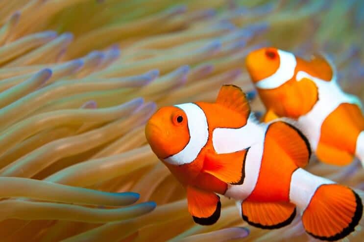 Apparence de poisson-clown