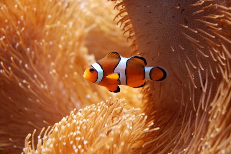Clownfish with Anemone