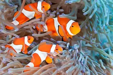 Clownfish (Nemo) Care Guide & Species Profile - Fishkeeping World