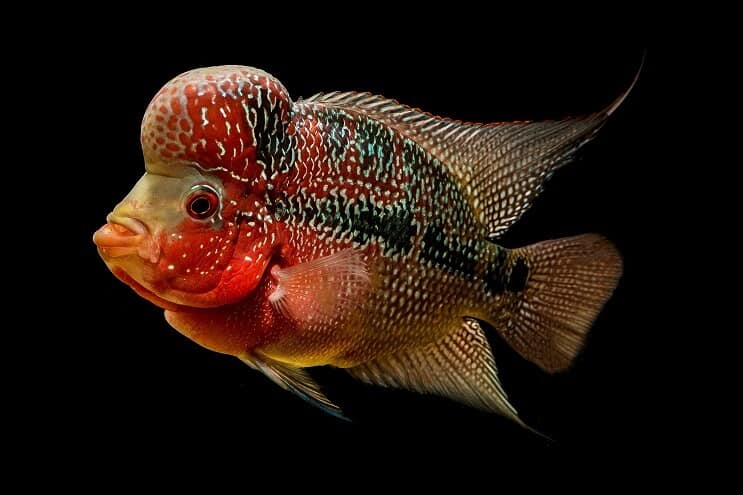 Flowerhorn cichlid up close, swimming in a darkened tank