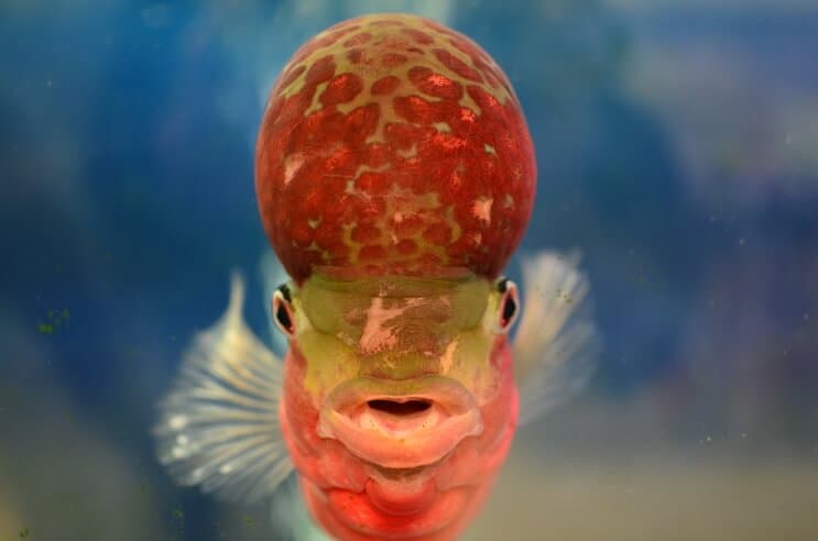 A flowerhorn cichlid from the front, displaying its prominent nuchal 