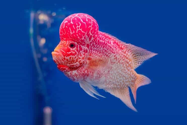 Pink and orange flowerhorn cichlid swimming in a planted tank