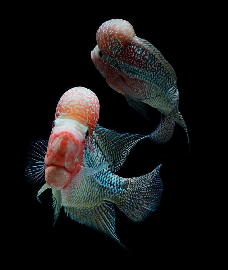 Two flowerhorn cichlids swimming together in a dark aquarium