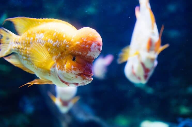 Yellow flowerhorn cichlids swimming in a decorated tank