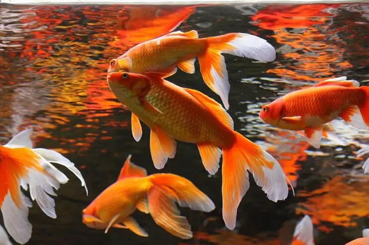 Koi Fish Pond Mates