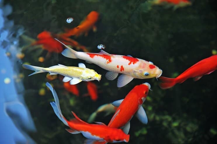 Koi Fish care