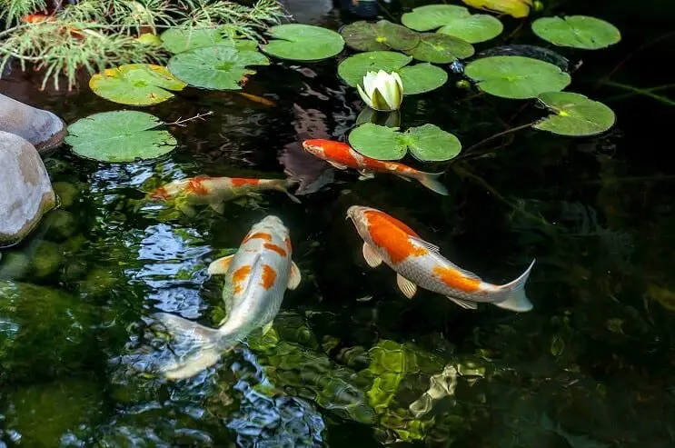 Koi Fish Habitat