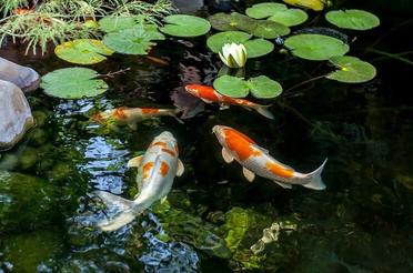 The Ultimate Koi Fish Care And Pond Guide | Fishkeeping World