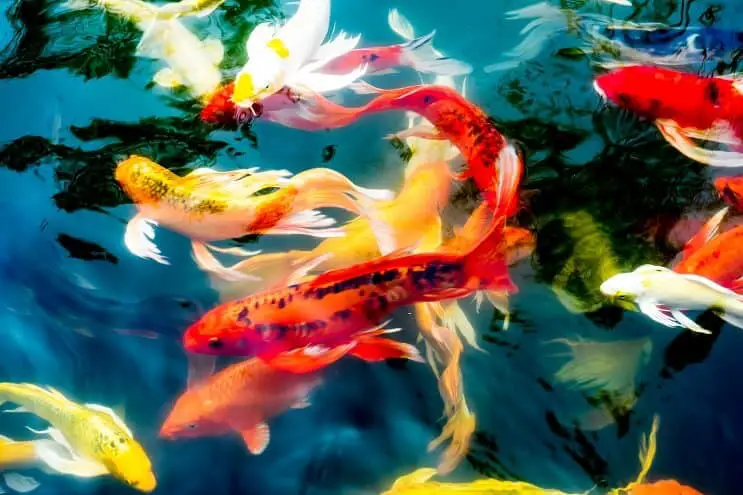 Koi Fish Color Chart