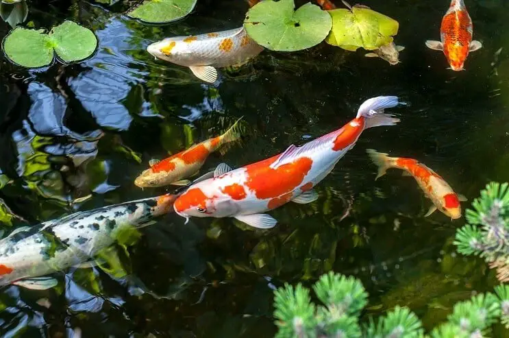 Koi Fish Color Chart