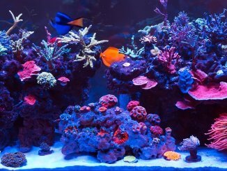 Saltwater Aquarium Complete Set Up Guide in 8 Steps Banner