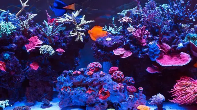 Saltwater Aquarium Complete Set Up Guide in 8 Steps Banner