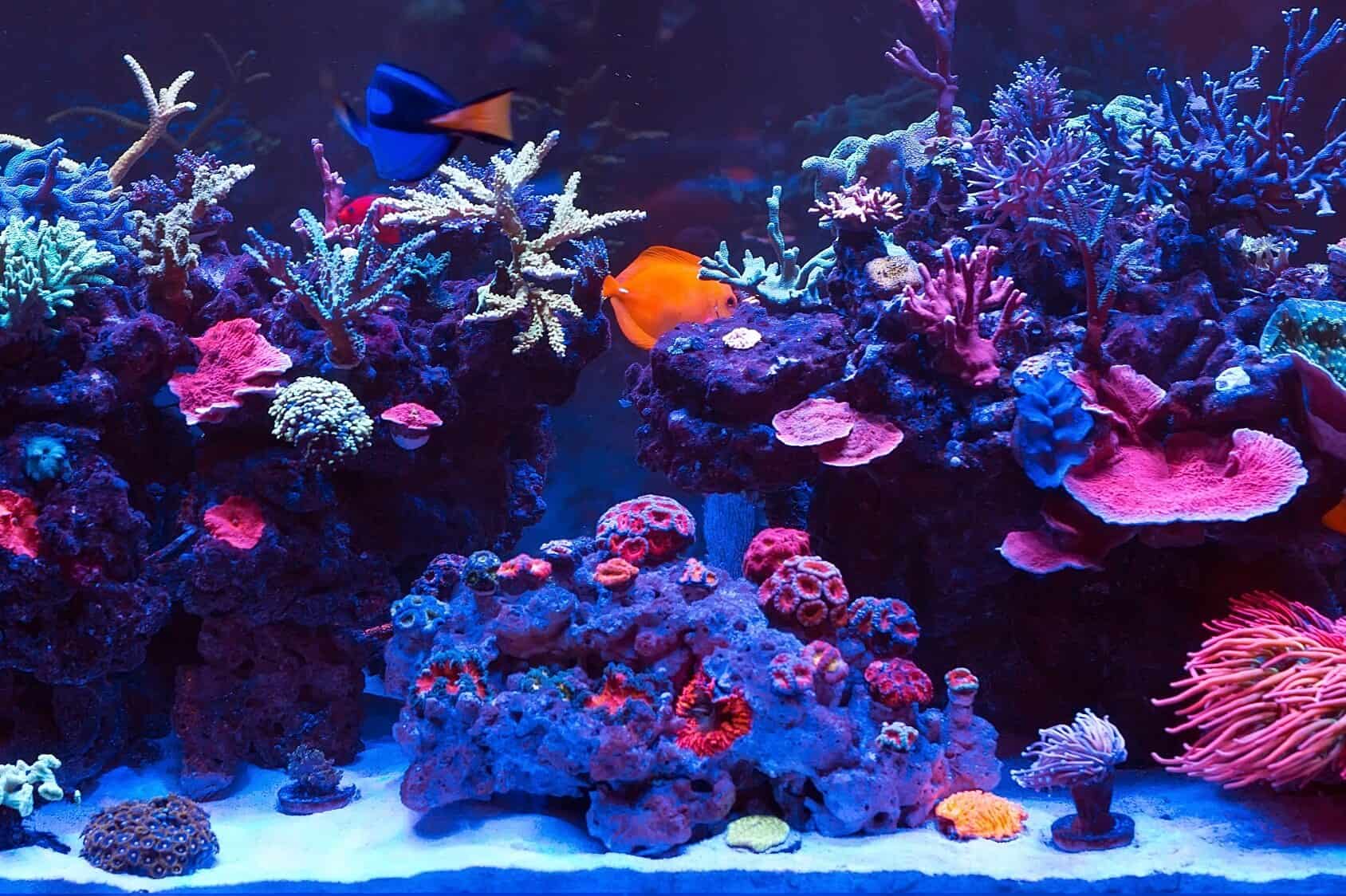 beroerte baseren Gooey Saltwater Aquarium: Complete Set Up Guide in 8 Steps | Fishkeeping World