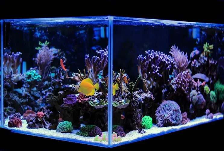 coral reef aquarium