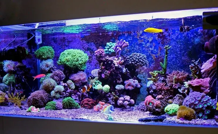 Setting Up A Saltwater Tank
