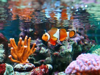 The Definitive Clownfish Care Guide Is Nemo The Fish For You Cover