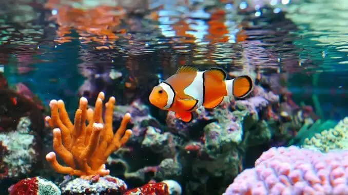 The Definitive Clownfish Care Guide Is Nemo The Fish For You Cover