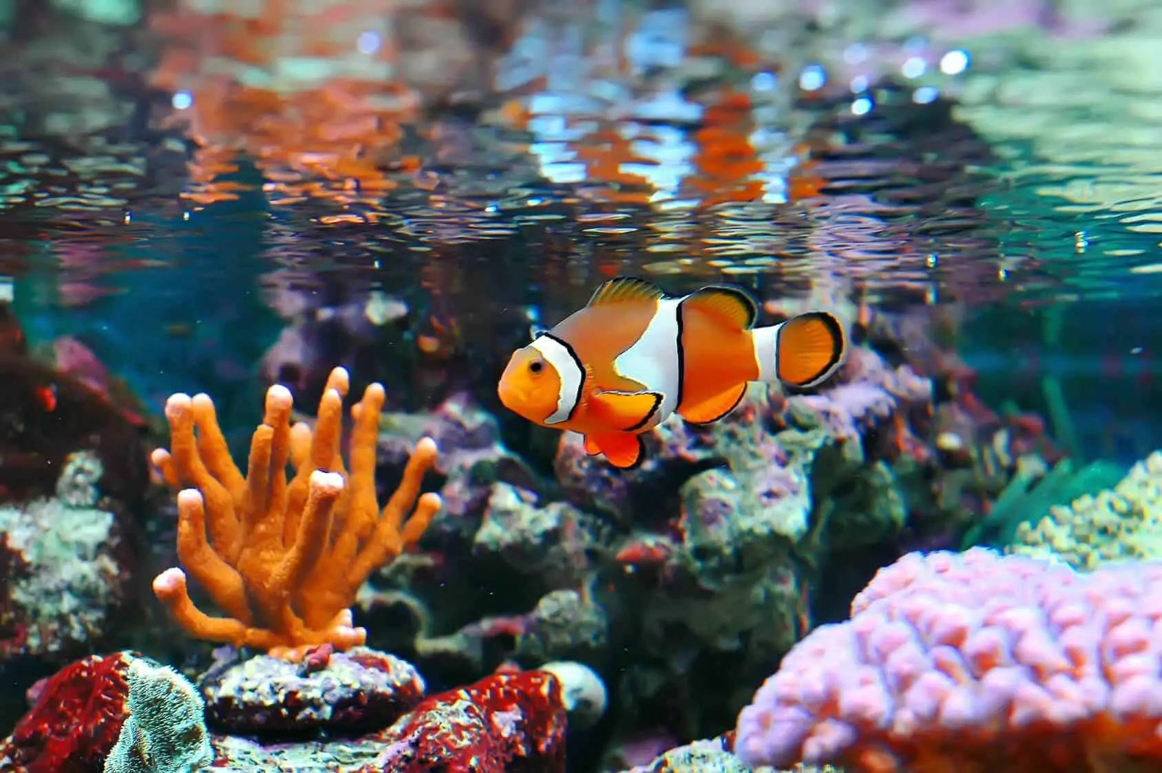 Clownfish (Nemo) Care Guide & Species Profile | Fishkeeping World