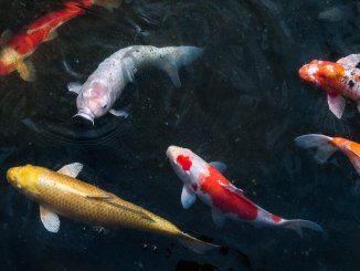 The Ultimate Koi Fish Care And Pond Guide Banner