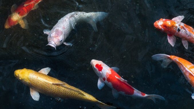 Koi Fish Chart