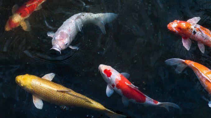 The Ultimate Koi Fish Care And Pond Guide Banner
