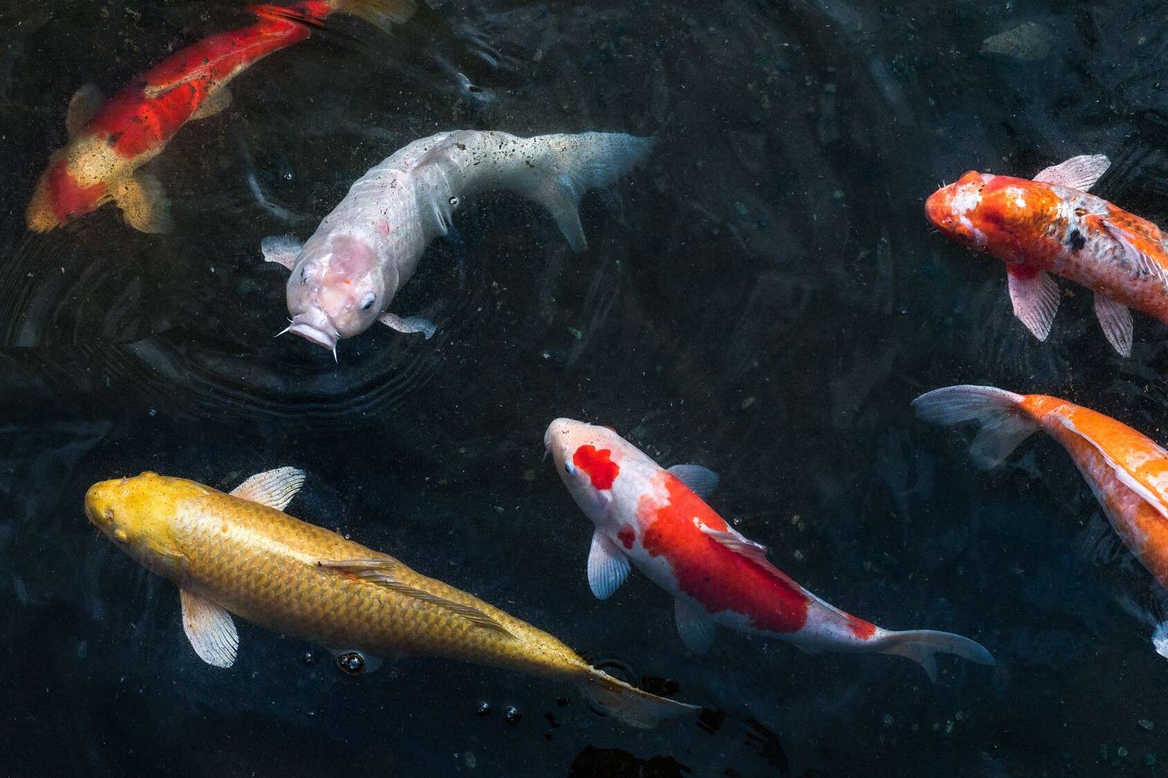 indoor koi fish tank