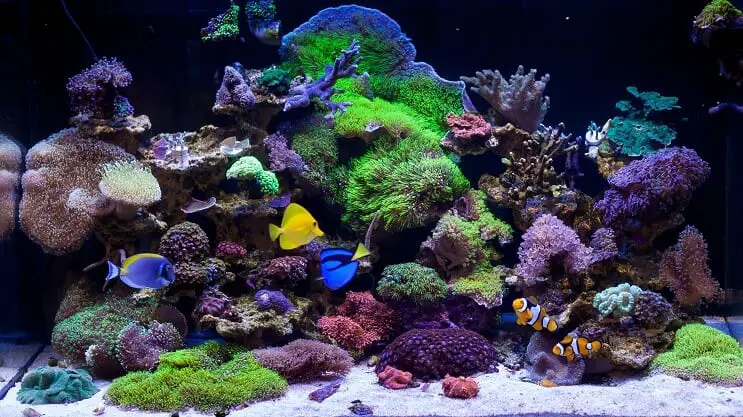 Types of Saltwater Tanks