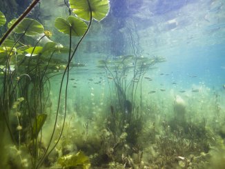 17+ Best Pond Plants From Beginner Species To Flowering Beauties