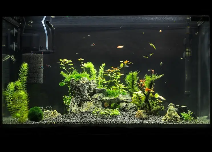 20 Gallon Long Aquarium