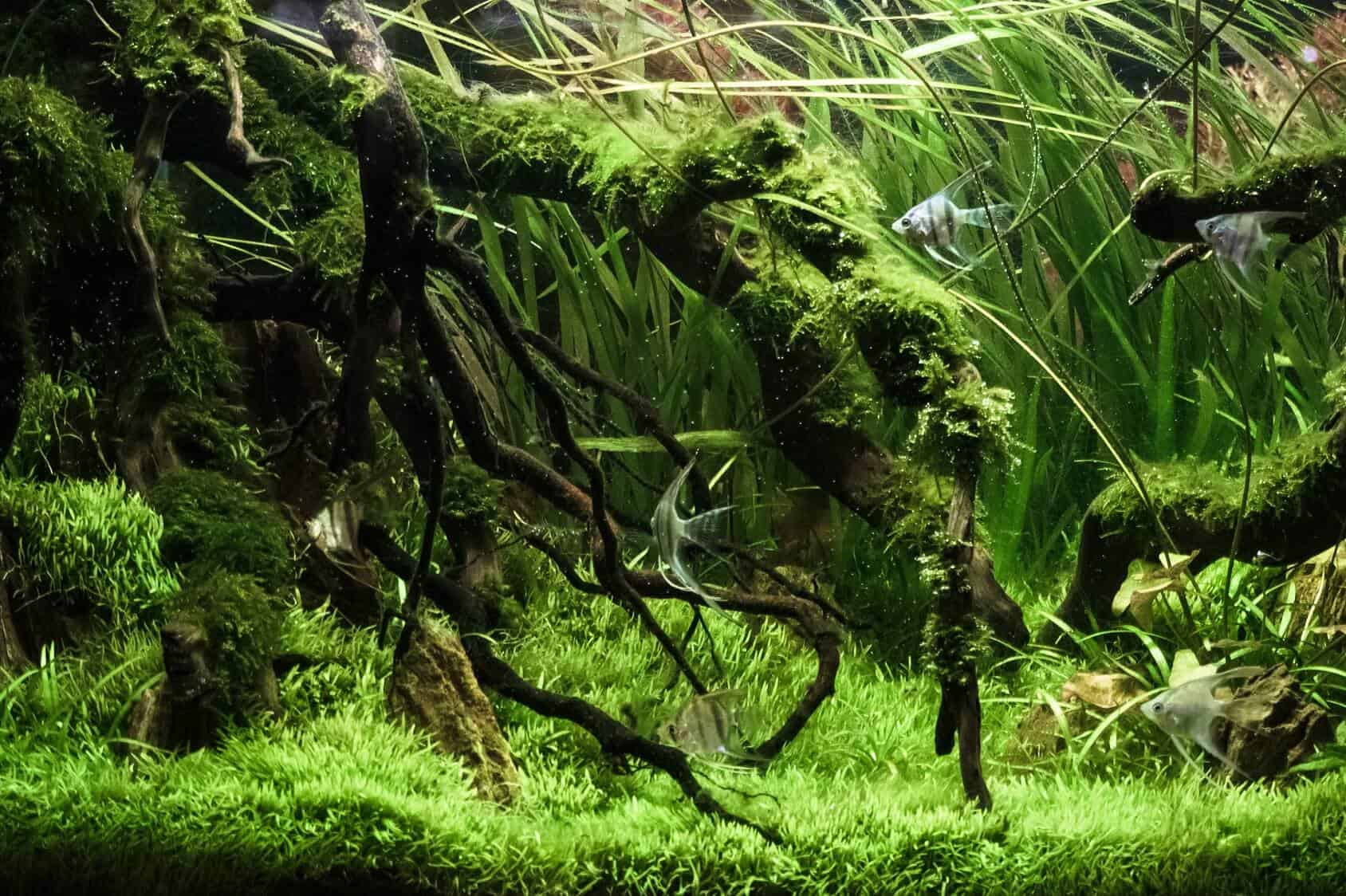 best places to buy aquarium plants