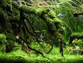 30+ Best Low Light Aquarium Plants Easy Care, Carpet, and More…