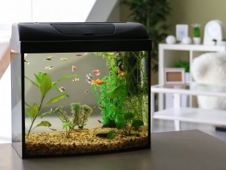 40 Gallon Breeder Tank (Best Tanks, Stocking Ideas and More) Banner