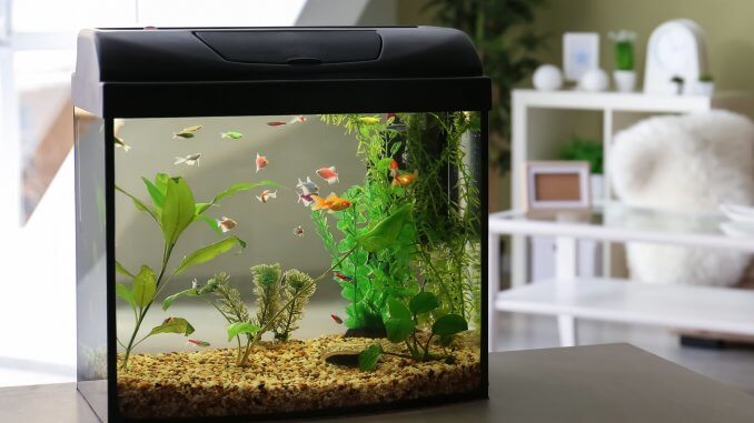 40 Gallon Breeder Tank (Best Tanks, Stocking Ideas and More) Banner 40 Gallon Breeder Tank (Best Tanks, Stocking Ideas and More) Banner