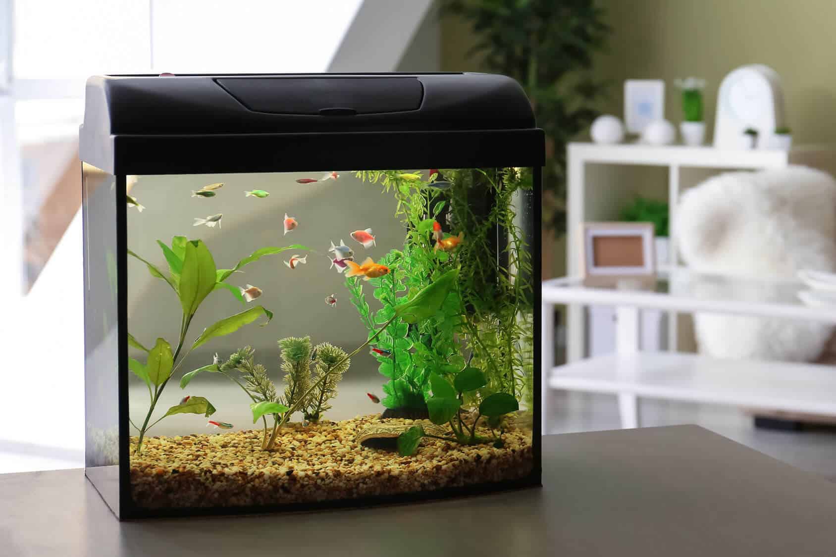 The Best 40 Gallon Fish Tanks