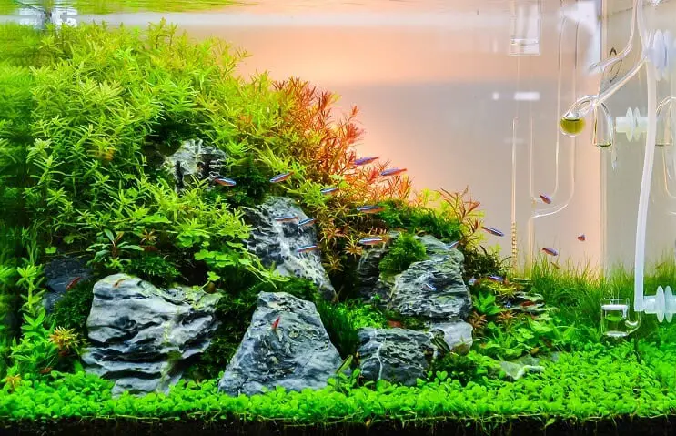 Aquascape Aquarium