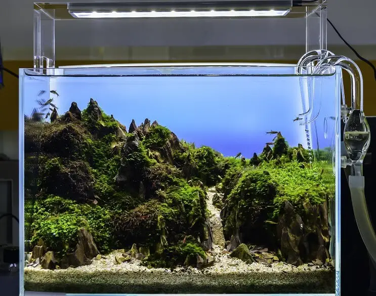 Aquascaped Aquarium