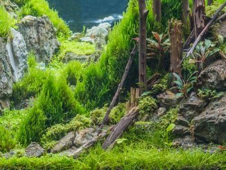 Aquascaping Your Aquarium Complete Guide To Planted Aquariums Banner