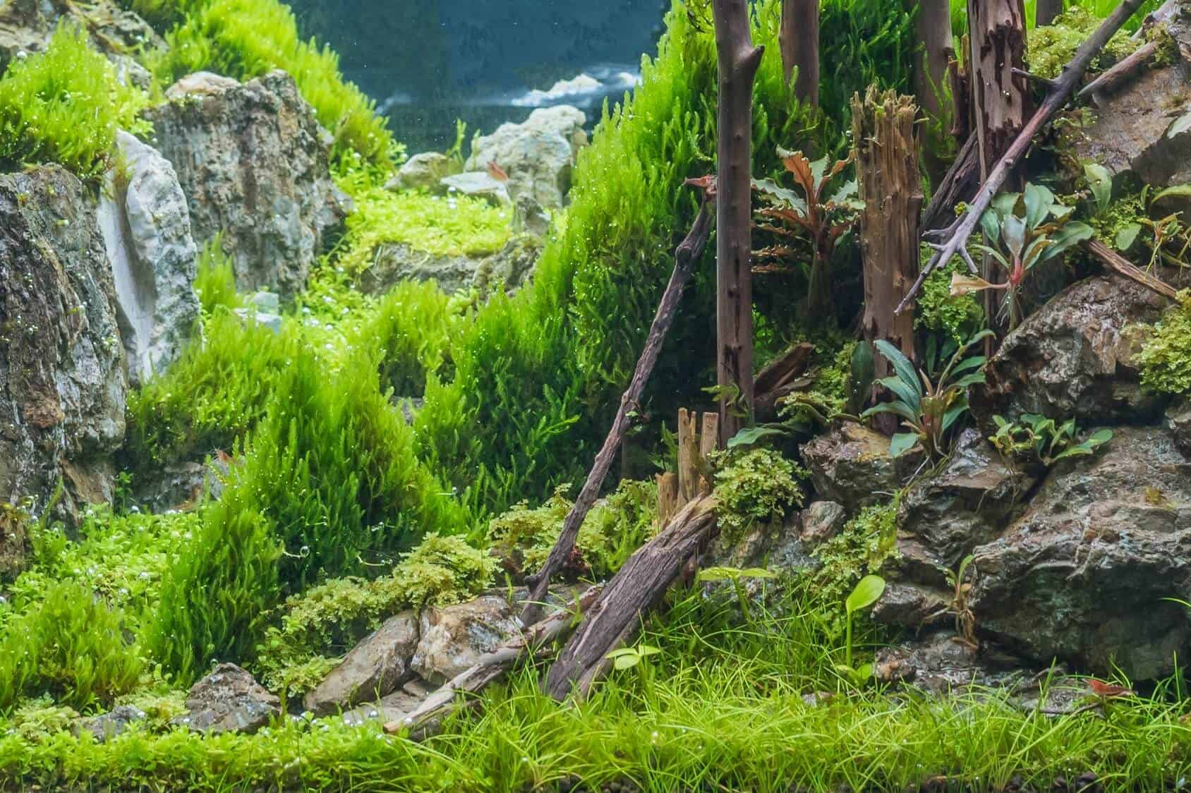  Aquascaping  Your Aquarium  Guide To Planted Aquariums  